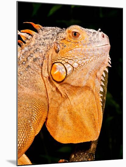 Green Iguana, Iguana Iguana, Native to Mexico and Central America-David Northcott-Mounted Premium Photographic Print