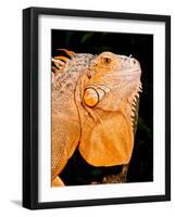 Green Iguana, Iguana Iguana, Native to Mexico and Central America-David Northcott-Framed Photographic Print