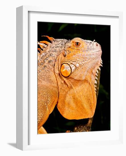 Green Iguana, Iguana Iguana, Native to Mexico and Central America-David Northcott-Framed Photographic Print