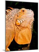 Green Iguana, Iguana Iguana, Native to Mexico and Central America-David Northcott-Mounted Photographic Print