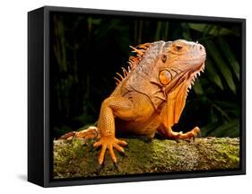 Green Iguana, Iguana Iguana, Native to Mexico and Central America-David Northcott-Framed Stretched Canvas