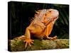 Green Iguana, Iguana Iguana, Native to Mexico and Central America-David Northcott-Stretched Canvas