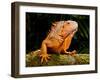 Green Iguana, Iguana Iguana, Native to Mexico and Central America-David Northcott-Framed Premium Photographic Print