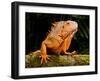 Green Iguana, Iguana Iguana, Native to Mexico and Central America-David Northcott-Framed Premium Photographic Print