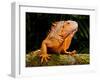 Green Iguana, Iguana Iguana, Native to Mexico and Central America-David Northcott-Framed Premium Photographic Print