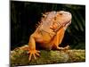 Green Iguana, Iguana Iguana, Native to Mexico and Central America-David Northcott-Mounted Premium Photographic Print