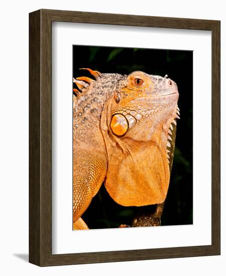 Green Iguana, Iguana Iguana, Native to Mexico and Central America-David Northcott-Framed Photographic Print