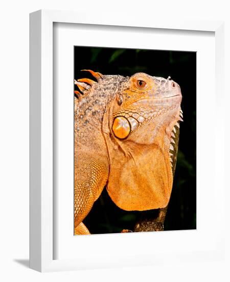 Green Iguana, Iguana Iguana, Native to Mexico and Central America-David Northcott-Framed Photographic Print