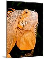 Green Iguana, Iguana Iguana, Native to Mexico and Central America-David Northcott-Mounted Photographic Print