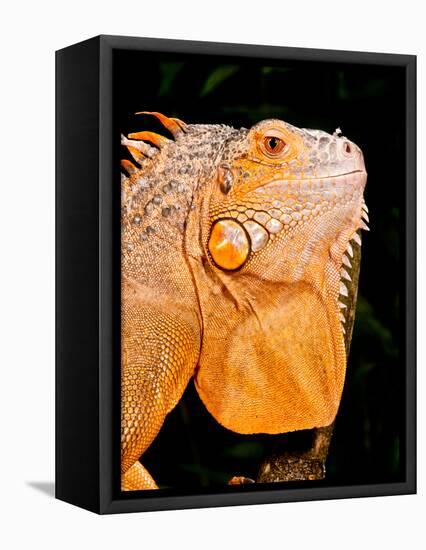 Green Iguana, Iguana Iguana, Native to Mexico and Central America-David Northcott-Framed Stretched Canvas