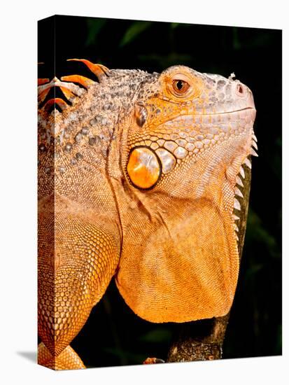 Green Iguana, Iguana Iguana, Native to Mexico and Central America-David Northcott-Stretched Canvas