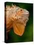 Green Iguana, Iguana Iguana, Native to Mexico and Central America-David Northcott-Stretched Canvas