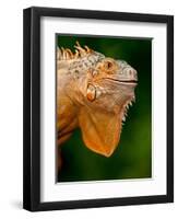 Green Iguana, Iguana Iguana, Native to Mexico and Central America-David Northcott-Framed Premium Photographic Print