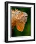 Green Iguana, Iguana Iguana, Native to Mexico and Central America-David Northcott-Framed Premium Photographic Print