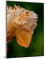 Green Iguana, Iguana Iguana, Native to Mexico and Central America-David Northcott-Mounted Premium Photographic Print