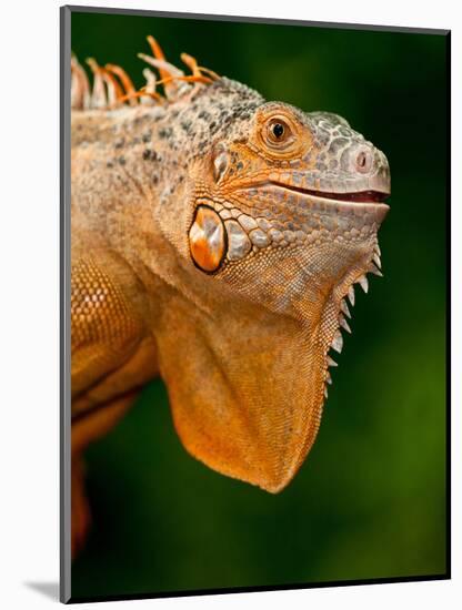 Green Iguana, Iguana Iguana, Native to Mexico and Central America-David Northcott-Mounted Premium Photographic Print