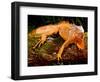 Green Iguana, Iguana Iguana, Native to Mexico and Central America-David Northcott-Framed Photographic Print