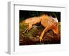 Green Iguana, Iguana Iguana, Native to Mexico and Central America-David Northcott-Framed Photographic Print