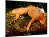 Green Iguana, Iguana Iguana, Native to Mexico and Central America-David Northcott-Mounted Photographic Print