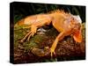 Green Iguana, Iguana Iguana, Native to Mexico and Central America-David Northcott-Stretched Canvas