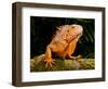 Green Iguana, Iguana Iguana, Native to Mexico and Central America-David Northcott-Framed Photographic Print