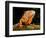 Green Iguana, Iguana Iguana, Native to Mexico and Central America-David Northcott-Framed Photographic Print