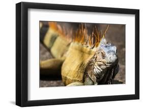 Green iguana (Iguana iguana) near La Fortuna, Arenal, Alajuela Province, Costa Rica-Matthew Williams-Ellis-Framed Photographic Print