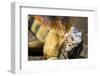 Green iguana (Iguana iguana) near La Fortuna, Arenal, Alajuela Province, Costa Rica-Matthew Williams-Ellis-Framed Photographic Print