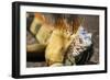 Green iguana (Iguana iguana) near La Fortuna, Arenal, Alajuela Province, Costa Rica-Matthew Williams-Ellis-Framed Photographic Print