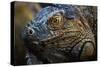 Green iguana (Iguana iguana) near La Fortuna, Arenal, Alajuela Province, Costa Rica-Matthew Williams-Ellis-Stretched Canvas