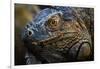 Green iguana (Iguana iguana) near La Fortuna, Arenal, Alajuela Province, Costa Rica-Matthew Williams-Ellis-Framed Photographic Print