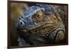 Green iguana (Iguana iguana) near La Fortuna, Arenal, Alajuela Province, Costa Rica-Matthew Williams-Ellis-Framed Photographic Print