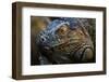 Green iguana (Iguana iguana) near La Fortuna, Arenal, Alajuela Province, Costa Rica-Matthew Williams-Ellis-Framed Photographic Print