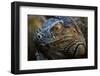 Green iguana (Iguana iguana) near La Fortuna, Arenal, Alajuela Province, Costa Rica-Matthew Williams-Ellis-Framed Photographic Print