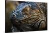 Green iguana (Iguana iguana) near La Fortuna, Arenal, Alajuela Province, Costa Rica-Matthew Williams-Ellis-Stretched Canvas