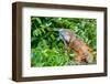 Green Iguana (Iguana Iguana) on Tree in Tropical Rainforest, Rio Tempisque Guanacaste, Costa Rica W-Artush-Framed Photographic Print