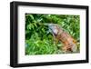 Green Iguana (Iguana Iguana) on Tree in Tropical Rainforest, Rio Tempisque Guanacaste, Costa Rica W-Artush-Framed Photographic Print