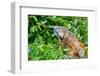 Green Iguana (Iguana Iguana) on Tree in Tropical Rainforest, Rio Tempisque Guanacaste, Costa Rica W-Artush-Framed Photographic Print