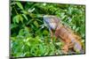 Green Iguana (Iguana Iguana) on Tree in Tropical Rainforest, Rio Tempisque Guanacaste, Costa Rica W-Artush-Mounted Photographic Print