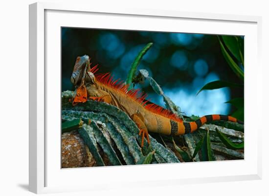 Green Iguana, Iguana Iguana, Portrait of Orange Big Lizard in the Dark Green Forest, Animal in the-Ondrej Prosicky-Framed Photographic Print