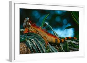 Green Iguana, Iguana Iguana, Portrait of Orange Big Lizard in the Dark Green Forest, Animal in the-Ondrej Prosicky-Framed Photographic Print