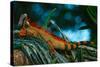 Green Iguana, Iguana Iguana, Portrait of Orange Big Lizard in the Dark Green Forest, Animal in the-Ondrej Prosicky-Stretched Canvas