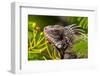 Green iguana (Iguana iguana), St. Thomas, US Virgin Islands.-Michael DeFreitas-Framed Photographic Print