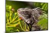 Green iguana (Iguana iguana), St. Thomas, US Virgin Islands.-Michael DeFreitas-Mounted Photographic Print