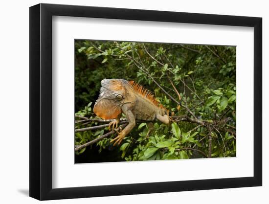 Green Iguana in a Tree in Costa Rica-Paul Souders-Framed Photographic Print