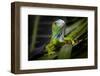 Green Iguana in Dark-FikMik-Framed Photographic Print