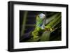 Green Iguana in Dark-FikMik-Framed Photographic Print