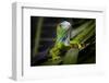 Green Iguana in Dark-FikMik-Framed Photographic Print