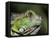 Green Iguana, San Iguacio, Belize-Jane Sweeney-Framed Stretched Canvas