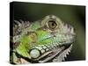 Green Iguana, San Iguacio, Belize-Jane Sweeney-Stretched Canvas